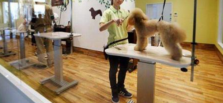 宠物店如何利用收银系统增加会员粘性? 宠物店如何利用收银系统增加会员粘性?