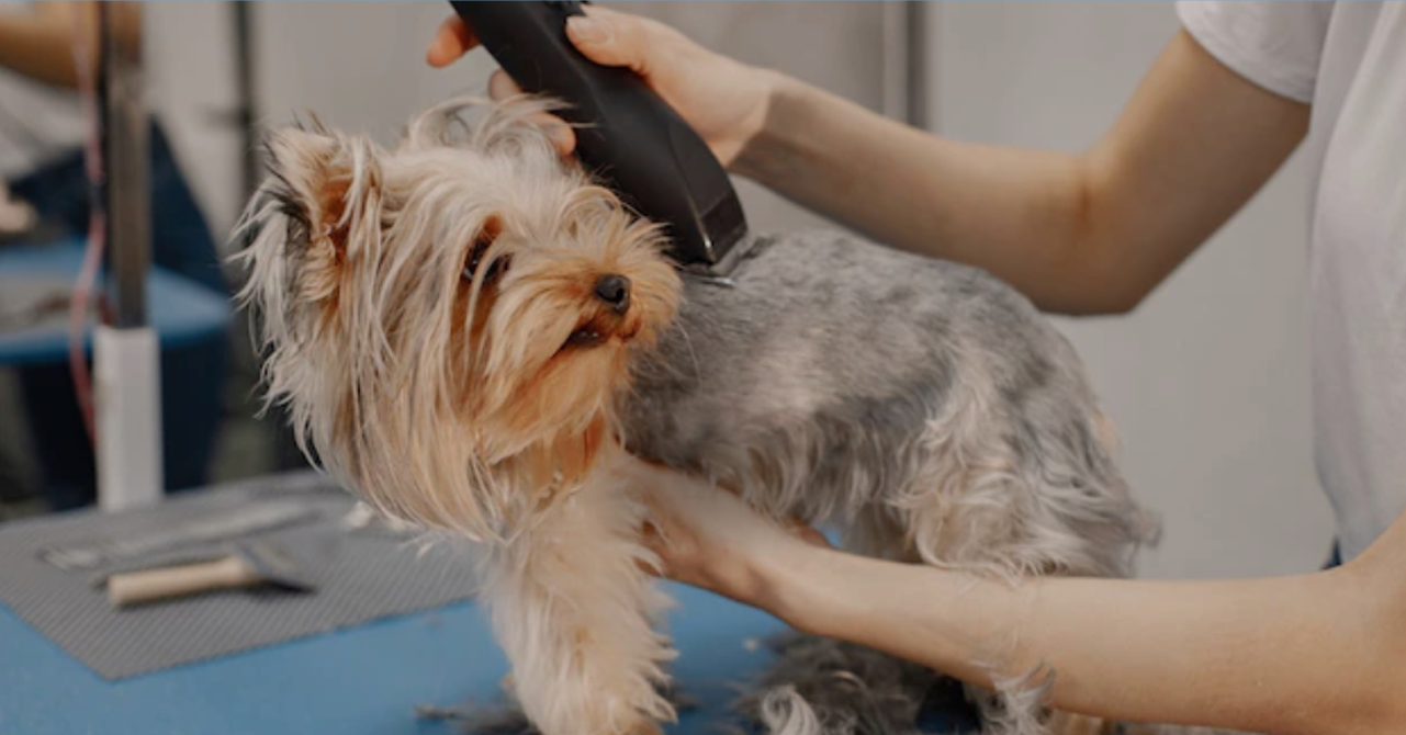 宠物店管理系统有哪些功能？